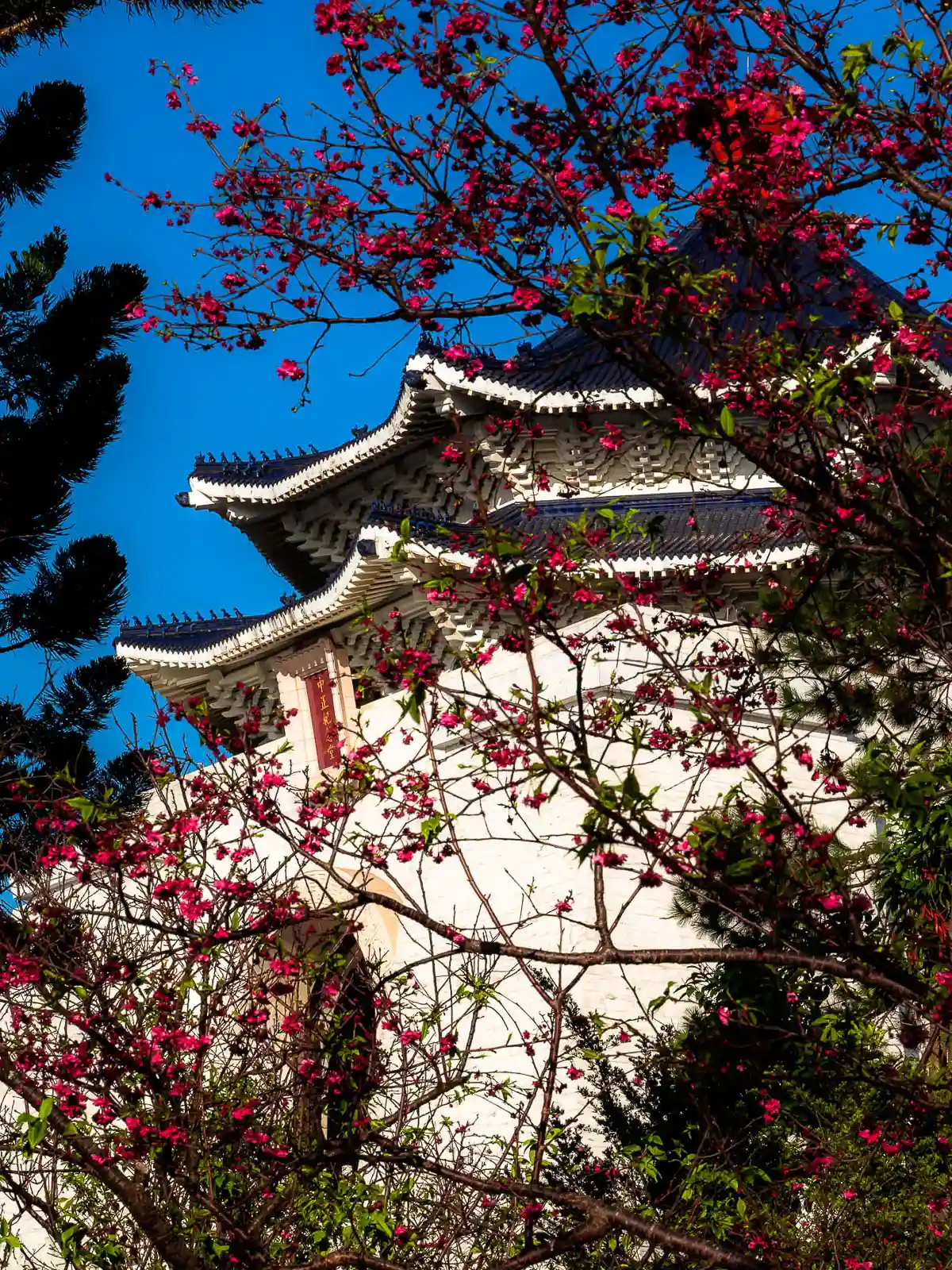 A view with cherry tree nearby Chiang Kai Shek Memorial Hall