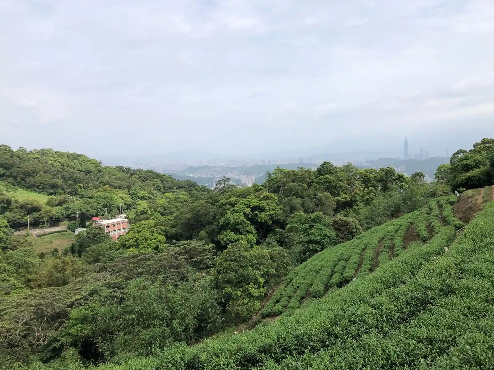 Tea farm at Maokong