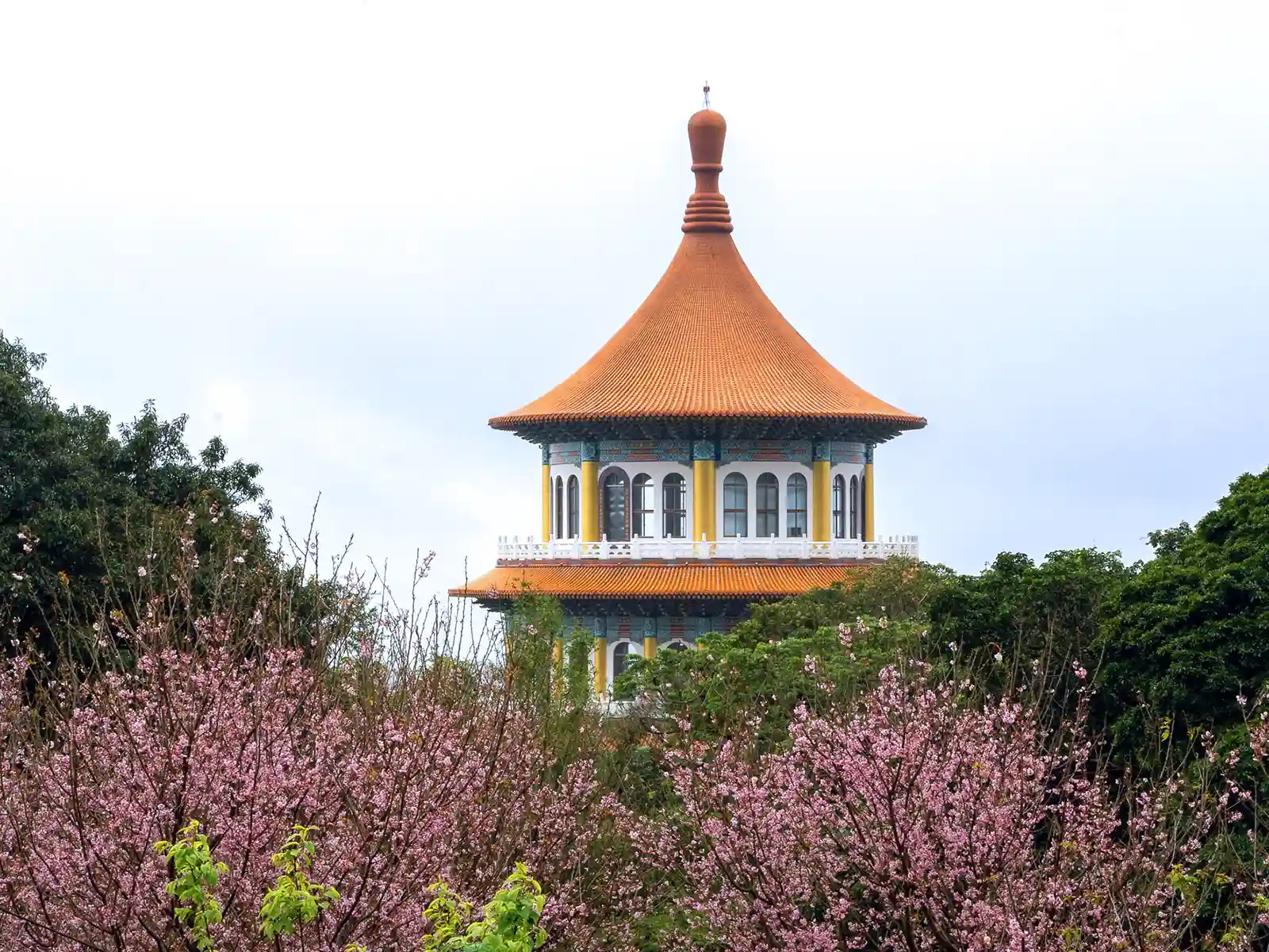 Tamsui Tian Yuan Temple surrounded by blooming cherry trees.