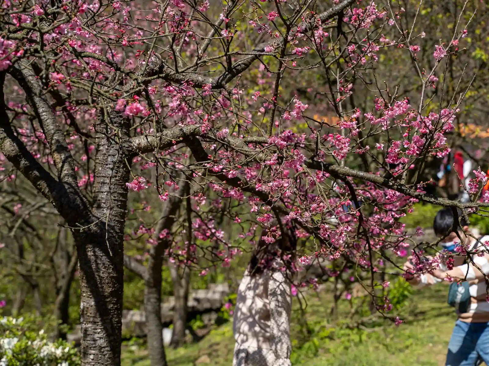 Tourists are taking photos with the blooming cherry tree.