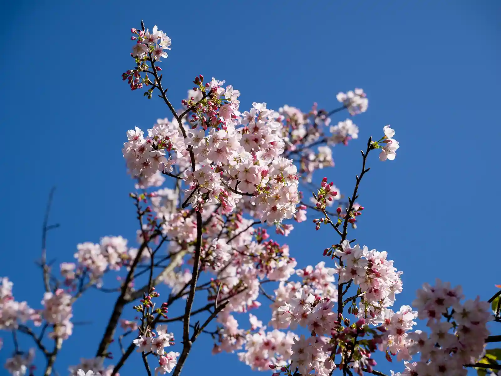 Close up of Cherry blossom at Yangmingshan National Park