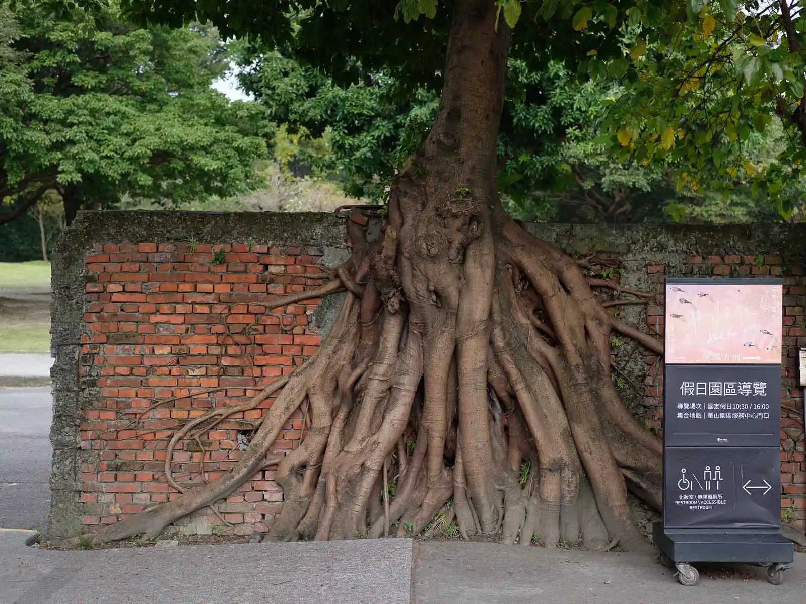 A tree has grown vertically up a two-meter brick wall; it's roots grip and wind between the bricks.