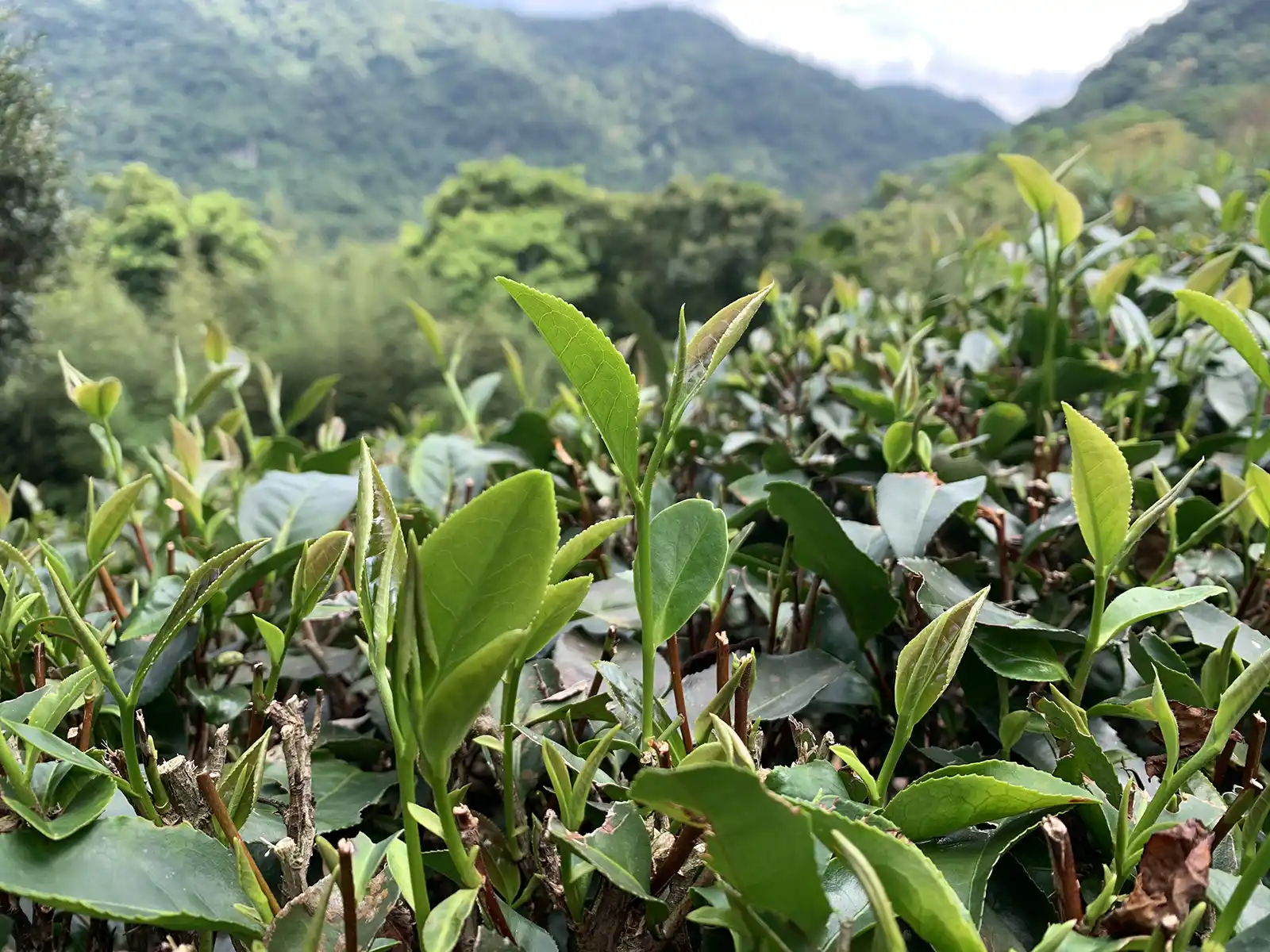 Lush tea leaves flourishing with a mountain backdrop.