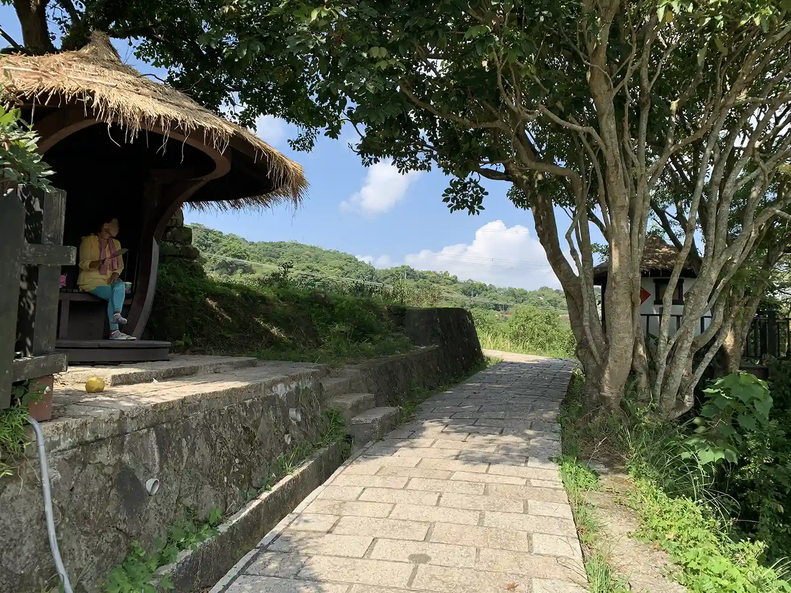 A tranquil path leads winds between trees and tea fields.