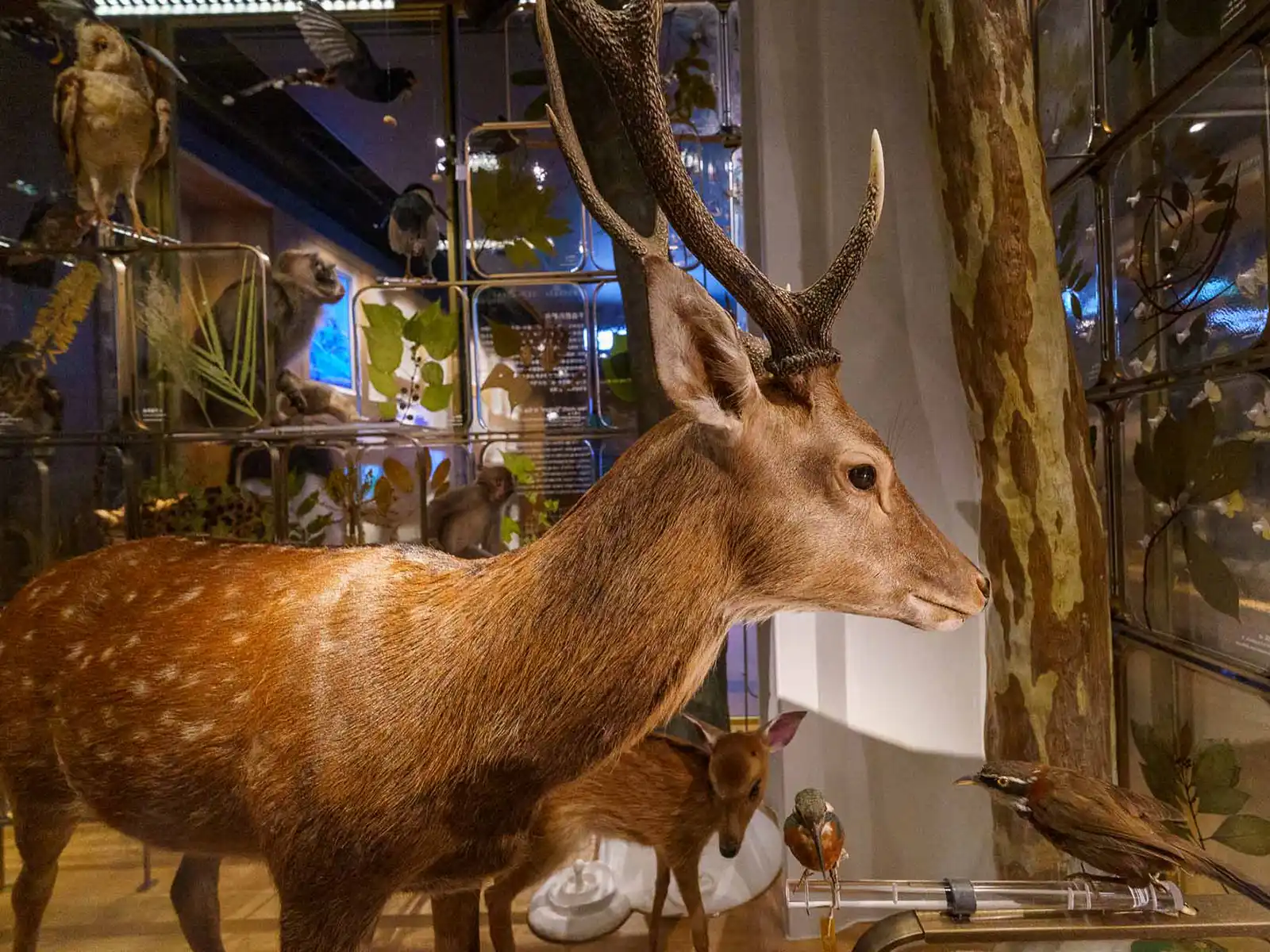 A model of a spotted Formosan sika deer along with other native birds are on display in a forest environment.