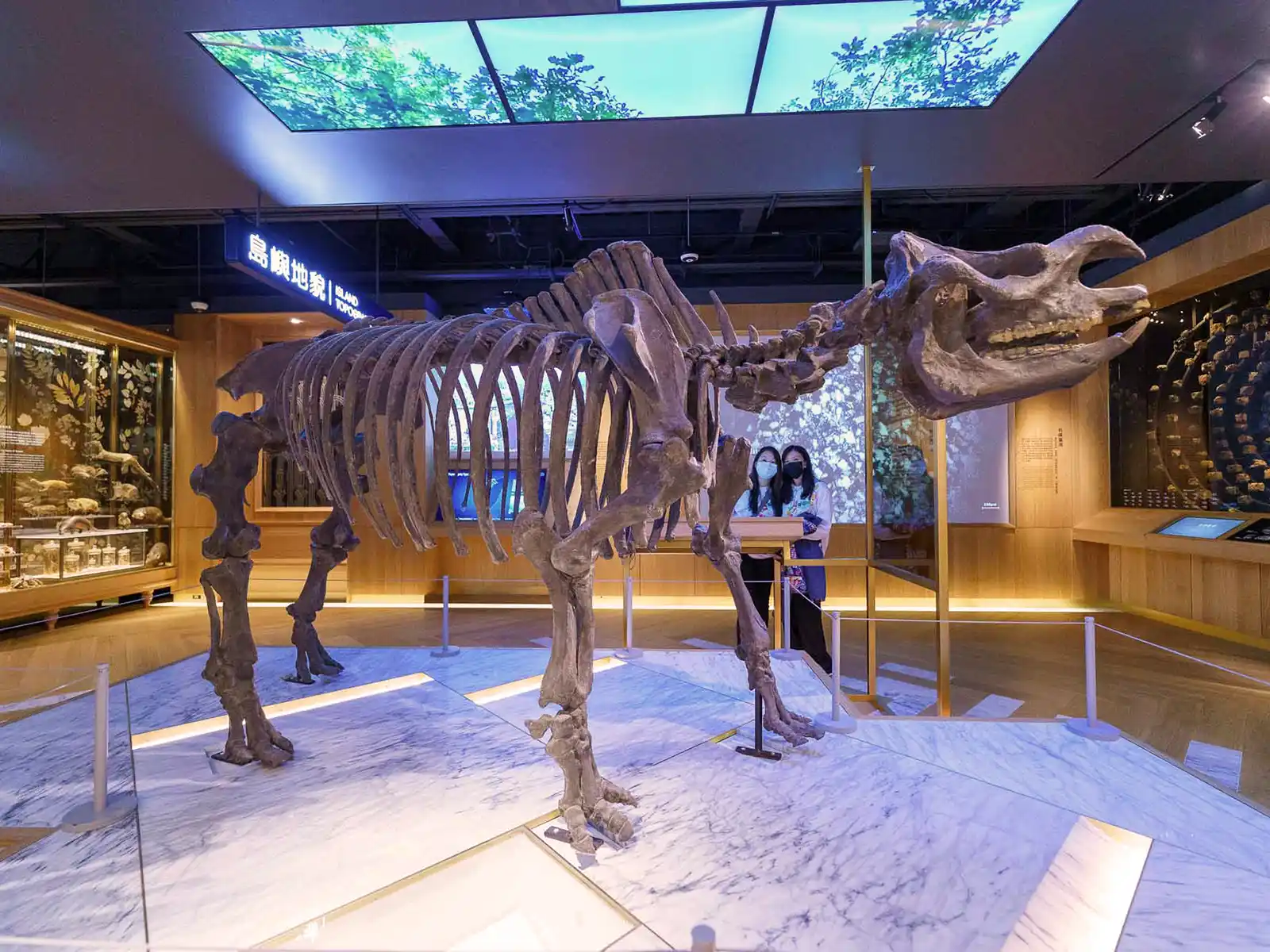 Skeletal replica of the fossil rhino from Taiwan.